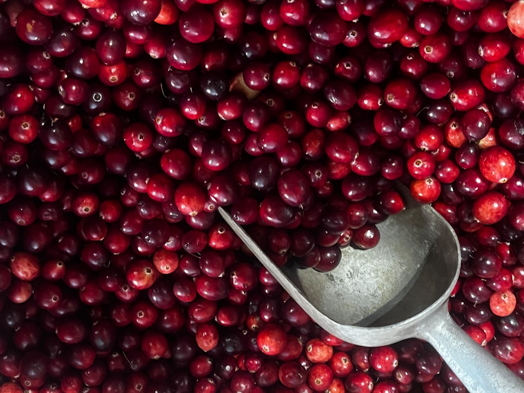 Brusnice — bohaté na přírodní antioxidanty